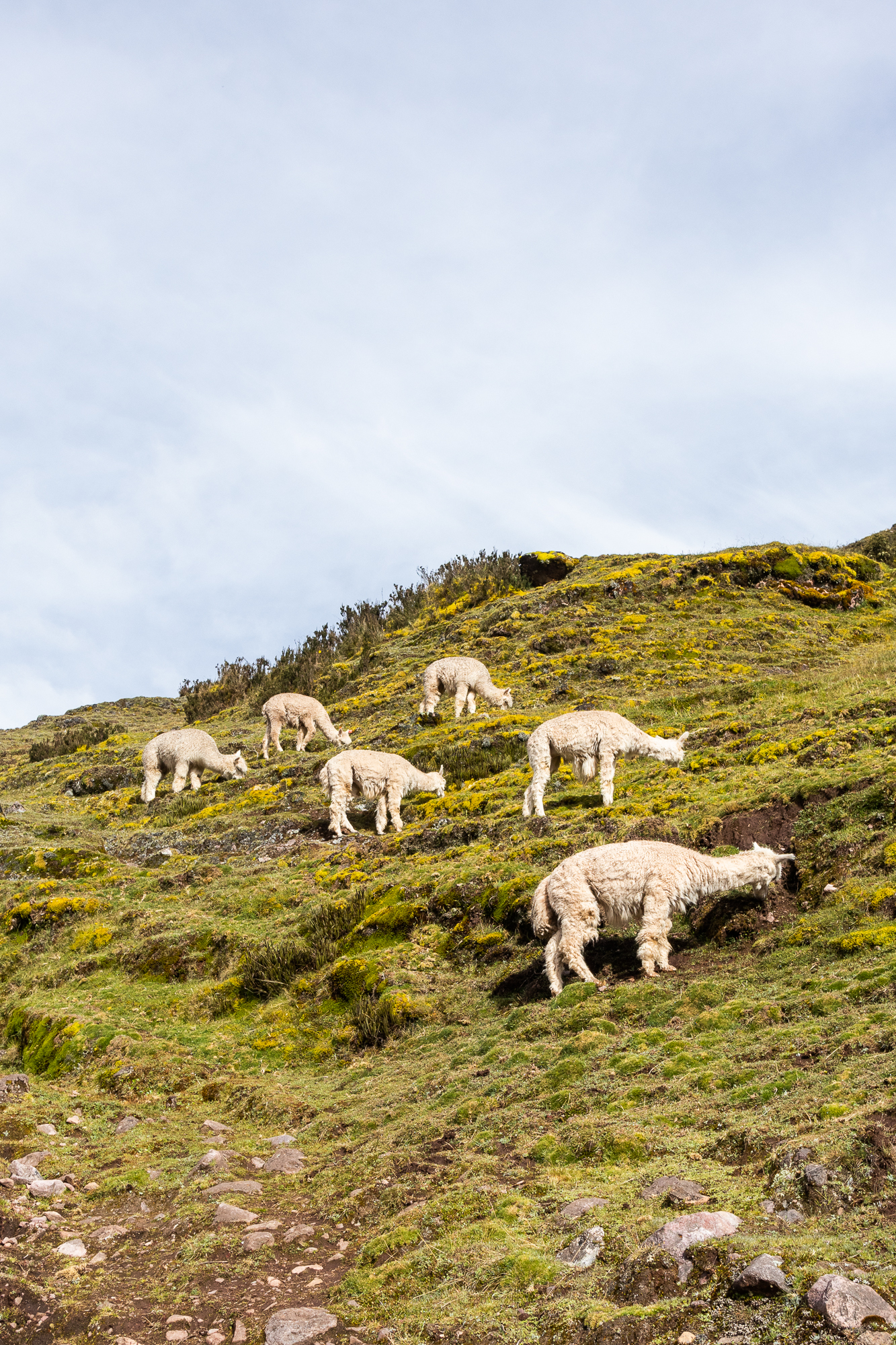 Peru